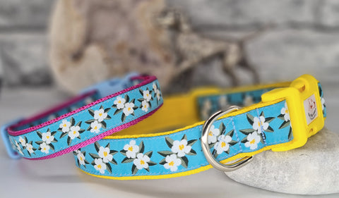 White Primrose Flowers Collars & Leads