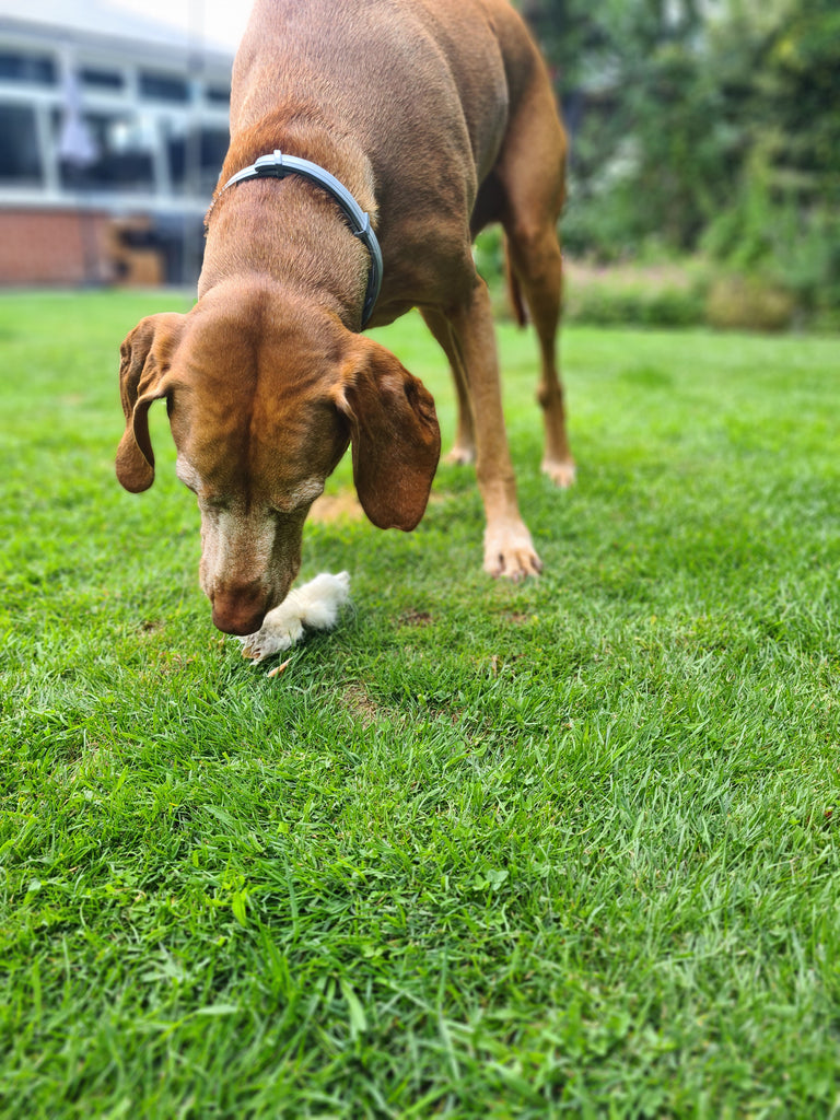 EARRESISTIBLE (Furry Rabbit Ears) Top Dog Collars & Accessories