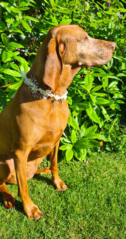 Flexible Wedding Flower Collar band