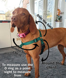 Stop Pull Harnesses 25mm wide