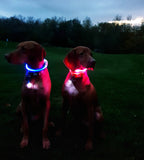 LED light up Recargeable collar bands (Medium / Small)