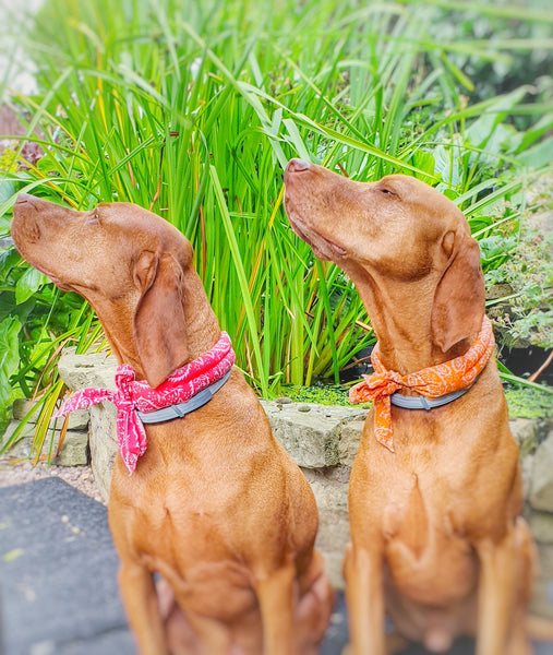 Cooling Bandanas