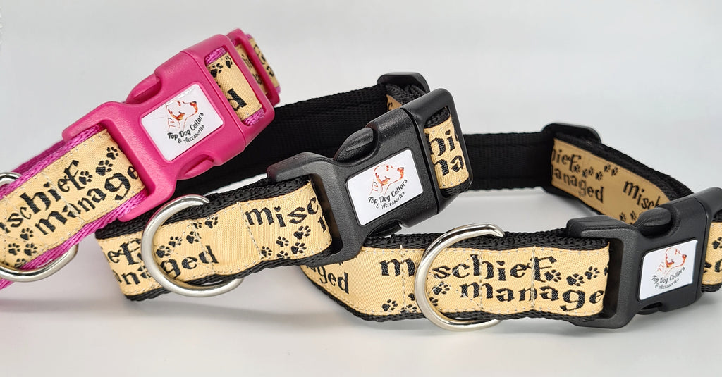 Top 10 dog store collars