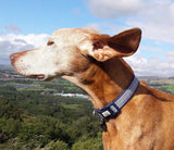 Geometric Blue Triangles Dog Collar / Lead