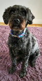 Blue Mosaic Collars & Leads