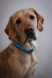 Frosty Penguin Collars & Leads