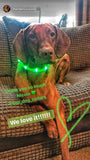 LED light up Recargeable collar bands (Medium / Small)