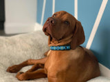Blue Mandala Collars & Leads