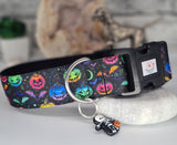 Rainbow Pumpkins Collars and Leads