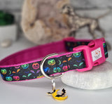 Rainbow Pumpkins Collars and Leads