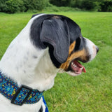 Regal Blue 2" Wide Collars