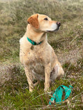 Emerald Green Plain Webbing Collars & Leads