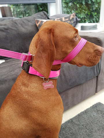 Figure eight dog harness on sale