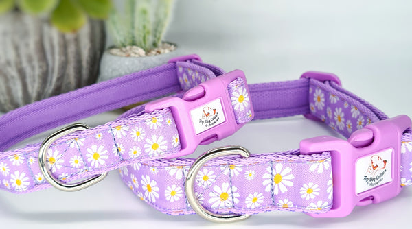 Lilac Daisy woven ribbon Collars & Leads