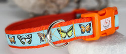 Butterflies on Sky Blue Collars & Leads