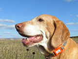 Rainbow Trout Dog Collars & Leads