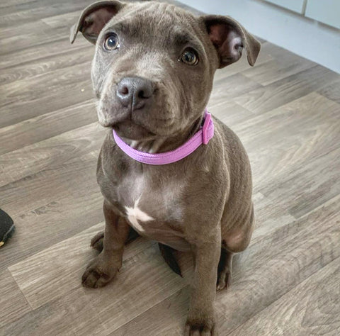 Lilac pitbull puppies for sale cheap