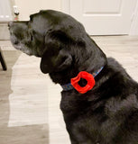 Remembrance Collar Poppies